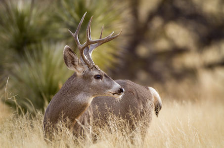 Mule Deer